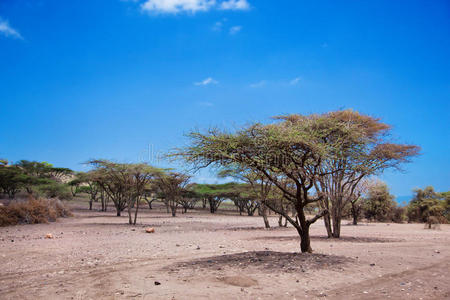 非洲坦桑尼亚的大草原景观