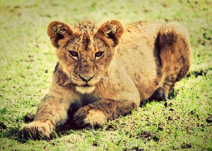 小狮子幼崽的肖像。坦桑尼亚，非洲