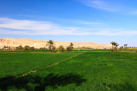 埃及卢克索的绿色农田和沙漠山脉