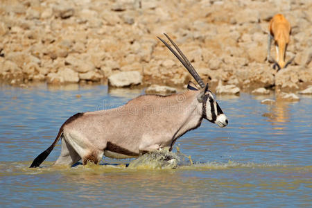 埃托沙，水中的宝石羚