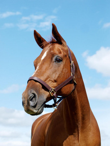 栗色马头照片