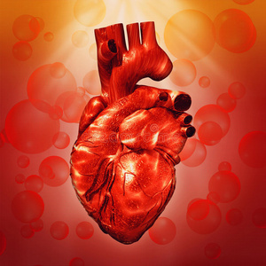 心脏血管阻塞人类的心脏.照片