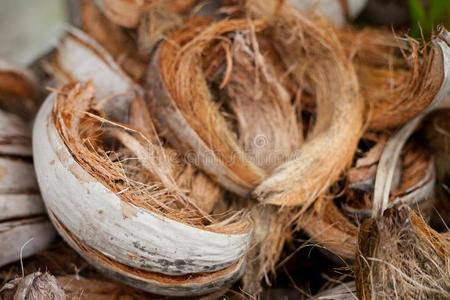 牛奶椰子壳图片