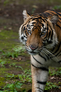 苏门答腊虎在其栖息地非常罕见
