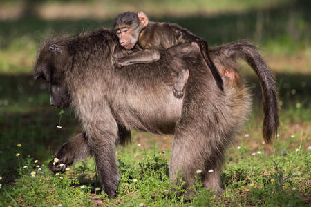 骑在母亲背上的幼年狒狒