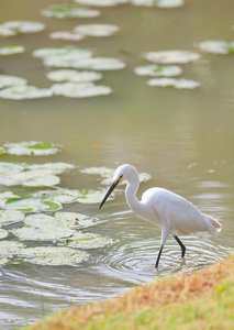 白鹭egretta garzetta