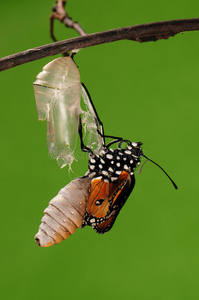 羽化过程813蝴蝶试图钻出茧壳，从蛹变成蝴蝶