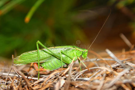 叉尾的叉尾灌木丛(scudderia furcata)照片