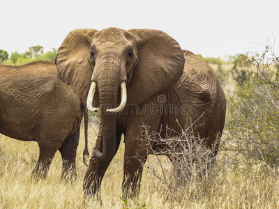 肯尼亚野生大象盯着镜头图片