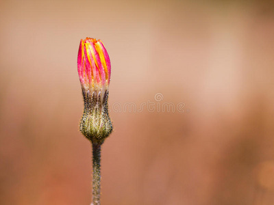 黄红花蕾