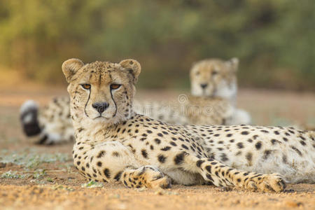 两只雄性印度豹acinonyx jubatus南非