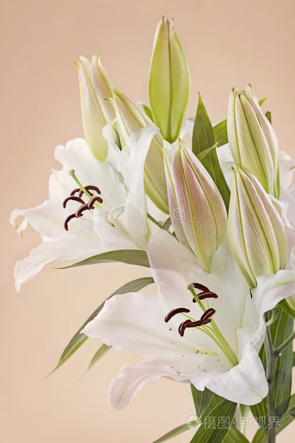 白百合花照片 正版商用图片0mgjmy 摄图新视界