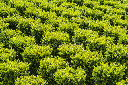 雕塑绿黄杨的产业增长