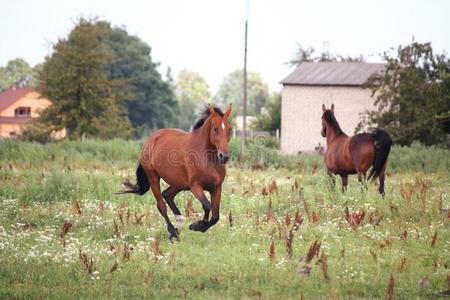 在牧场上自由驰骋的马