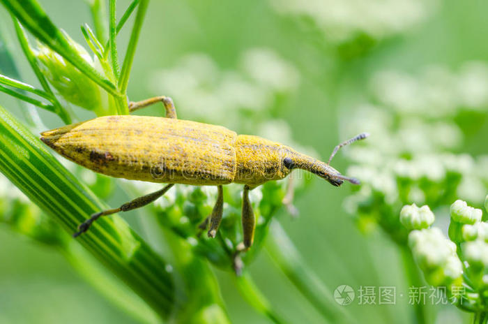 violatus)1摩羯甲虫(天牛科)4象鼻虫库库利奥死甲虫古
