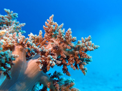 热带海底软珊瑚礁