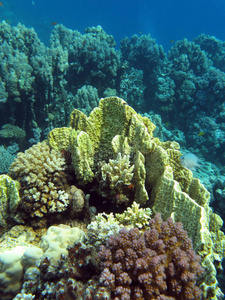 红海海底黄火珊瑚礁