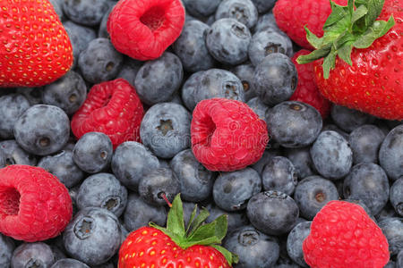 收获 浆果 夏天 蓝莓 饮食 生物 水果 甜的 越橘 风味