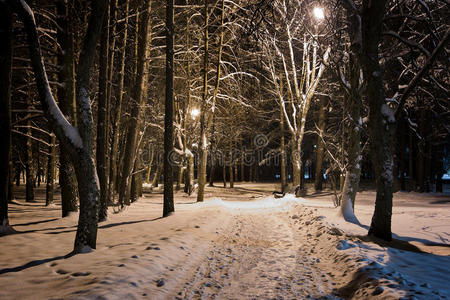 冬天的树被路灯照亮图片
