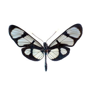 高清晰度白色背景上的蝴蝶