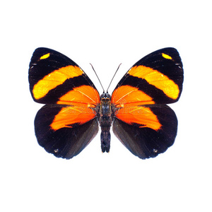高清晰度白色背景上的蝴蝶