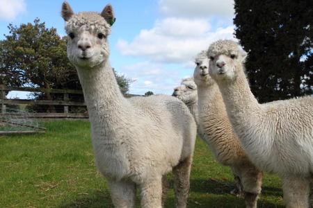 羊驼的农场图片