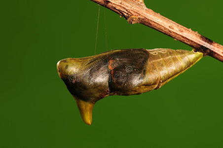 蝴蝶的蛹蝴蝶蛹羽化过程18照片