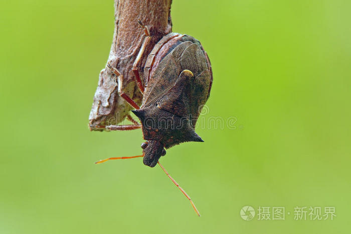 下载小样发票合同问题/举报盾蝽长角甲虫画像红龟甲虫一对鬼针草刺穿