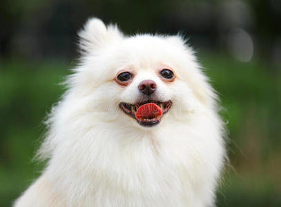 白色博美犬幼犬图片