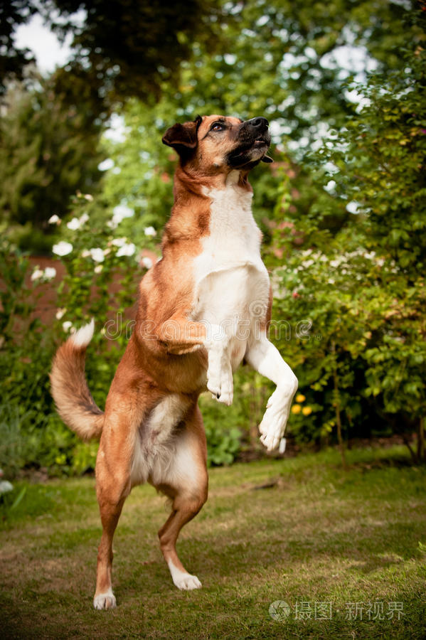 下载小样发票合同问题/举报狗在花杰克罗素猎犬一只棕色的拉布拉多犬