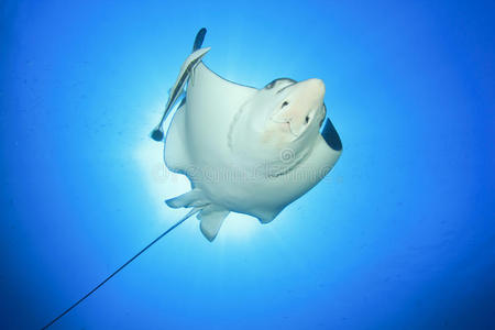 鳐鱼图片-鳐鱼素材-鳐鱼插画-摄图新视界