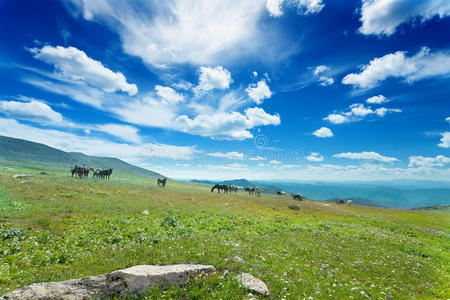 阿尔泰山图片