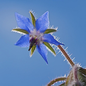 蓝花硼砂