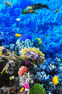 红海的珊瑚和鱼。埃及，非洲。