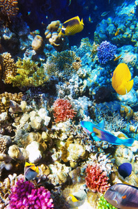 红海的珊瑚和鱼。埃及，非洲。