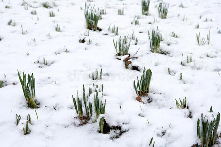 雪中送花