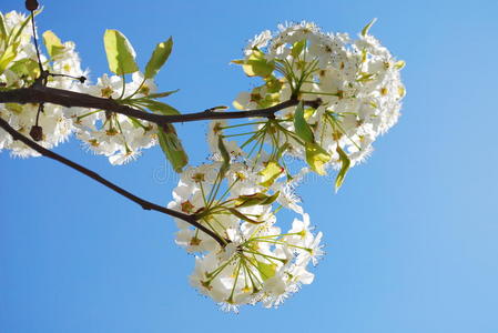 樱花枝