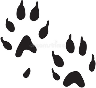 动物雪貂雪貂爪印插画