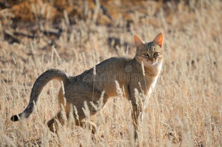非洲猫非洲野猫照片