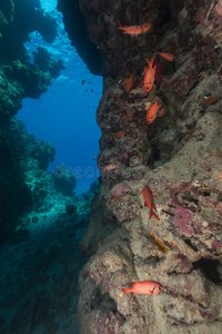 红海中的洞穴和水生生物。