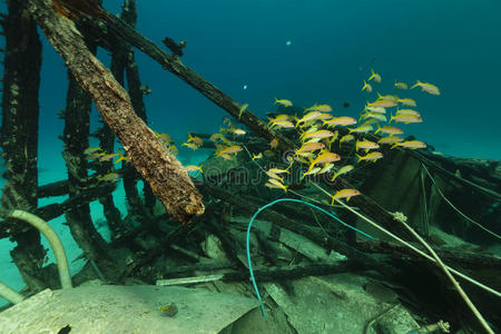 红海游猎船残骸和水生生物。