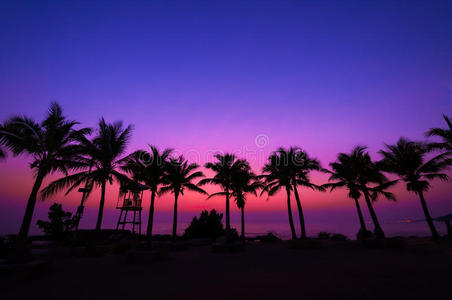 夕阳下的椰树剪影