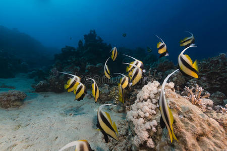 红海中的斑鱼和热带珊瑚礁。