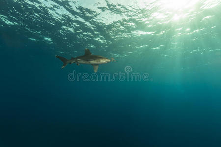 海洋白鳍鲨carcharhinus longimanus和摄影师在埃尔菲尼斯顿红海。