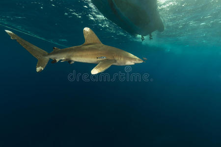 在埃尔菲尼斯顿红海的海洋白鳍鲨。
