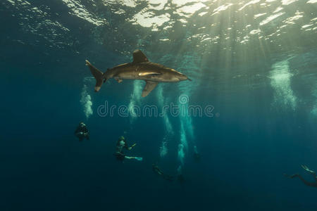 大洋白鳍鲨carcharhinus longimanus和潜水员在elphinestone红海。