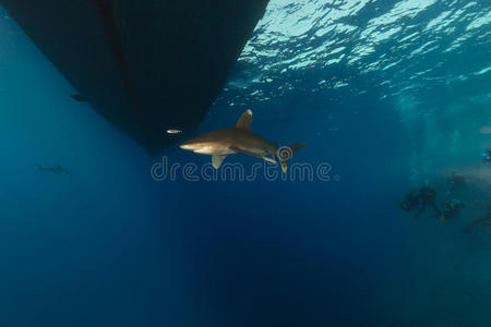 大洋白鳍鲨carcharhinus longimanus和潜水员在elphinestone红海。