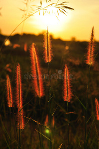 日落时的草花