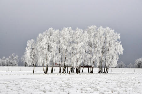 冬季的桦树