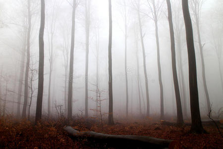 森林里的雾